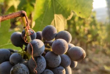 Réouverture le lundi 26 aout et les nouvelles de l’été