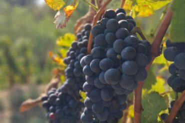 🎉20 ans, un 90/100 par la Revue du Vin de France et une année déjà riche en émotions ! 🍷✨”